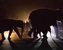 Where the Forest Roars Screening