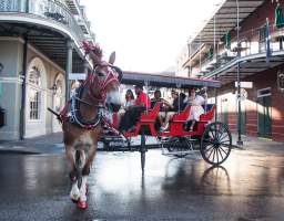 You and your guests are going to love the opportunity to sit back and relax while your carriage driver unfolds 300 years of fun-filled history on your mule-drawn carriage ride. We cover the storied history of New Orleans, discussing everything from our resilient culture to the aging architecture. While our carriage tours cover a ton of history, they aren't boring history lectures. Aside from history, we'll chat about things like food, cocktails, nightclubs, jazz, museums, must-sees, and things to do!