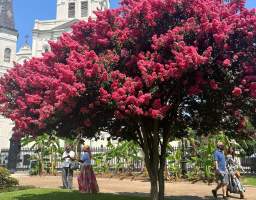 This tour of New Orleans&#39; oldest and most vibrant neighborhood has history, culture, architecture, and all the great stories that help you really understand what this city is all about! We keep our group size at 12 or fewer guests to make in a fun, personal experience.