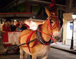 The French Quarter is known as one of the most haunted places in America, and with so many ghost tours to choose from, the best choice is this 1-hour carriage tour from the award-winning Royal Carriages, recently awarded the 2018 Louisiana Attraction of the Year Award. Instead of walking around with a large group of people, you&#39;ll travel to and from haunted locations comfortably in a mule-drawn carriage guided by a professional tour. Learn about all the history, culture, and architecture in addition to the ghostly spirits that refuse to leave.