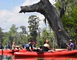 If you are a more experienced kayaker, trying to get away from the regular crowds and varying levels of experience and skill that come with them, the 4 hour excursion trip is for you. This is a tour for the adventurer, an opportunity to go a little bit further and see a whole lot more. Spend 4 hours total on the water, guided by an experienced local naturalist, exploring the vast cypress forests and bayous that make up our nation’s 2nd largest bald cypress swamp