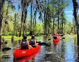 Explore the bayous and byways of southern Louisiana, just outside of New Orleans! If you are searching for a gorgeous, natural and picturesque Kayak Swamp Tour – This Tour is For You! Paddle through dense cypress forest, expansive wetlands, and an array of wildlife on a tour that is ideal for beginners and adventure seekers alike! Kayak tours are fully guided and last between 2 to 2.5 hours. The duration of the full tour will be up to 3 hours, with a 45 min drive from New Orleans.