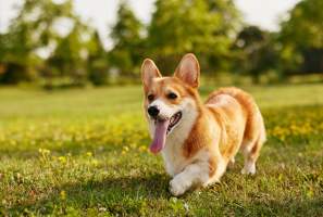 Pet-Friendly Santa Ana