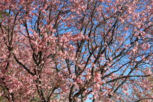 Cherry Blossom Tree