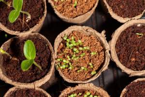 Seed Swap at Switchback