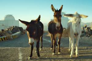 2026 Oscar-Nominated Short Films: Documentary