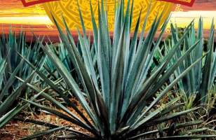 Agaves Mexican Grill