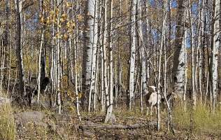 Sheep grazing in a golden aspen grove near Brian Head, Utah, on a crisp fall afternoon