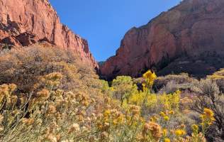 Golden rabbitbrush and cottonwoods beneath towering red cliffs in Kolob Canyons near Cedar City