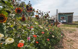 Sweet Pea Farm & Orchard