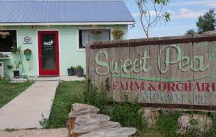 Sweet Pea Farm and Orchard