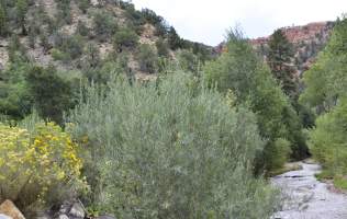 Cedar Canyon - September