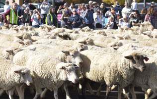 Cedar Livestock and Heritage Festival