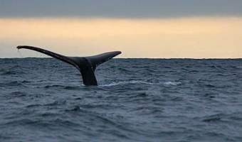 Whale Watching