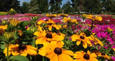 CSU Trial Gardens