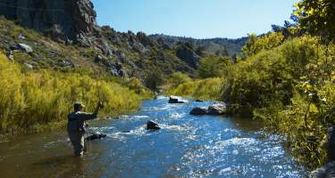 Man Fly Fishing in the Poudre River In Fort Collins, CO