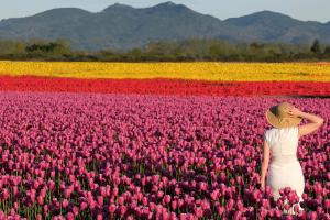 Tulips in Washington