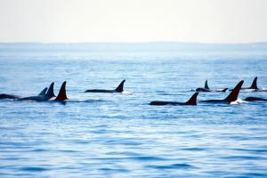 Orcas in the Puget Sound
