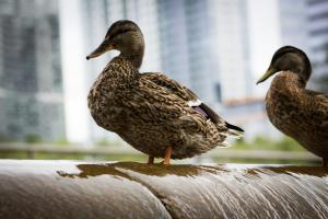 Bellevue Downtown Park Ducks