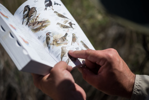 Birds of the Mojave: Adaptations, Behavior, and Habitat