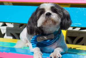 dog9