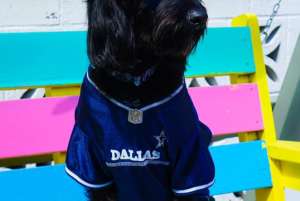 dog15