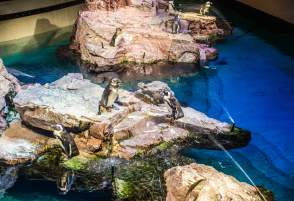 New England Aquarium Penguins