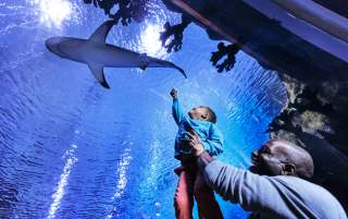 Father and son at the Loveland Living Planet Aquarium