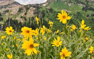 Wasatch Wildflowers