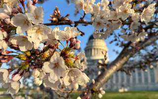 Cherry Blossoms at the Utah State Capitol