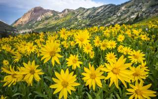 A field of Heartleaf Arnica in the Cottonwood Canyons.