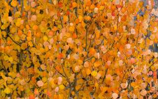 Aspen Leaves in the Fall