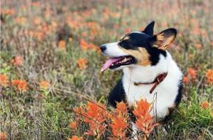 dog and wildflowers