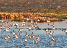 Cattail Marsh Birds