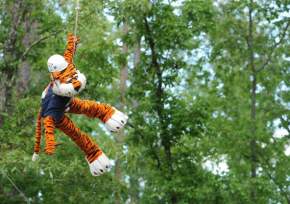 Aubie ziplining