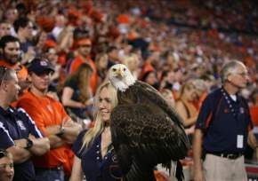 War Eagle