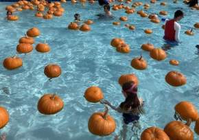 Pumpkins in Pool