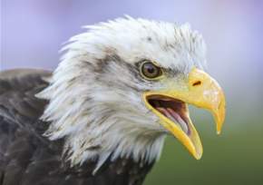 auburn raptor