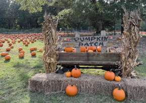 Choctafaula Pumpkin Patch
