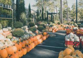 Fall at Botanic