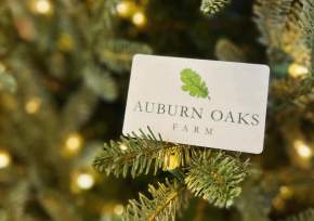 Auburn Oaks Christmas