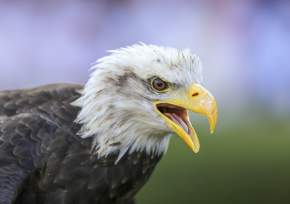 A brief history of the War Eagle Battle Cry & the Auburn Raptor Center