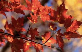 Shenandoah National Park Fall Foliage