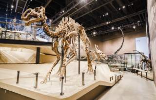 Dinosaur Skeleton at Natural History Museum of Utah