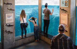 Peering Through Aquarium at Utah's Hogle Zoo Brew