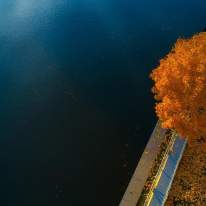 Drone shot of orange fall tree on Paper Mill Island and river in Baldwinsville