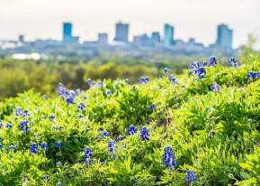 Blue Bonnet Fort Worth