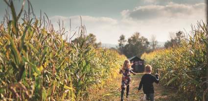 Children in a sunflower maze