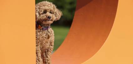 A poodle at Goodwoof