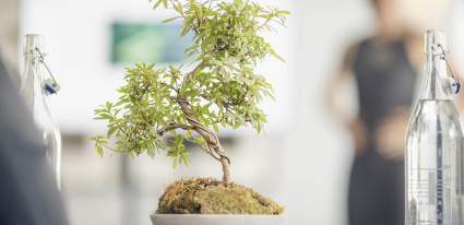 a picture showing bottles of water, a bonsai tree and a person